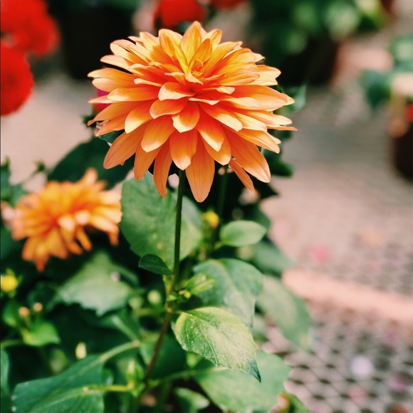 Meet your Posher, Kylie - Picture 1 of 1